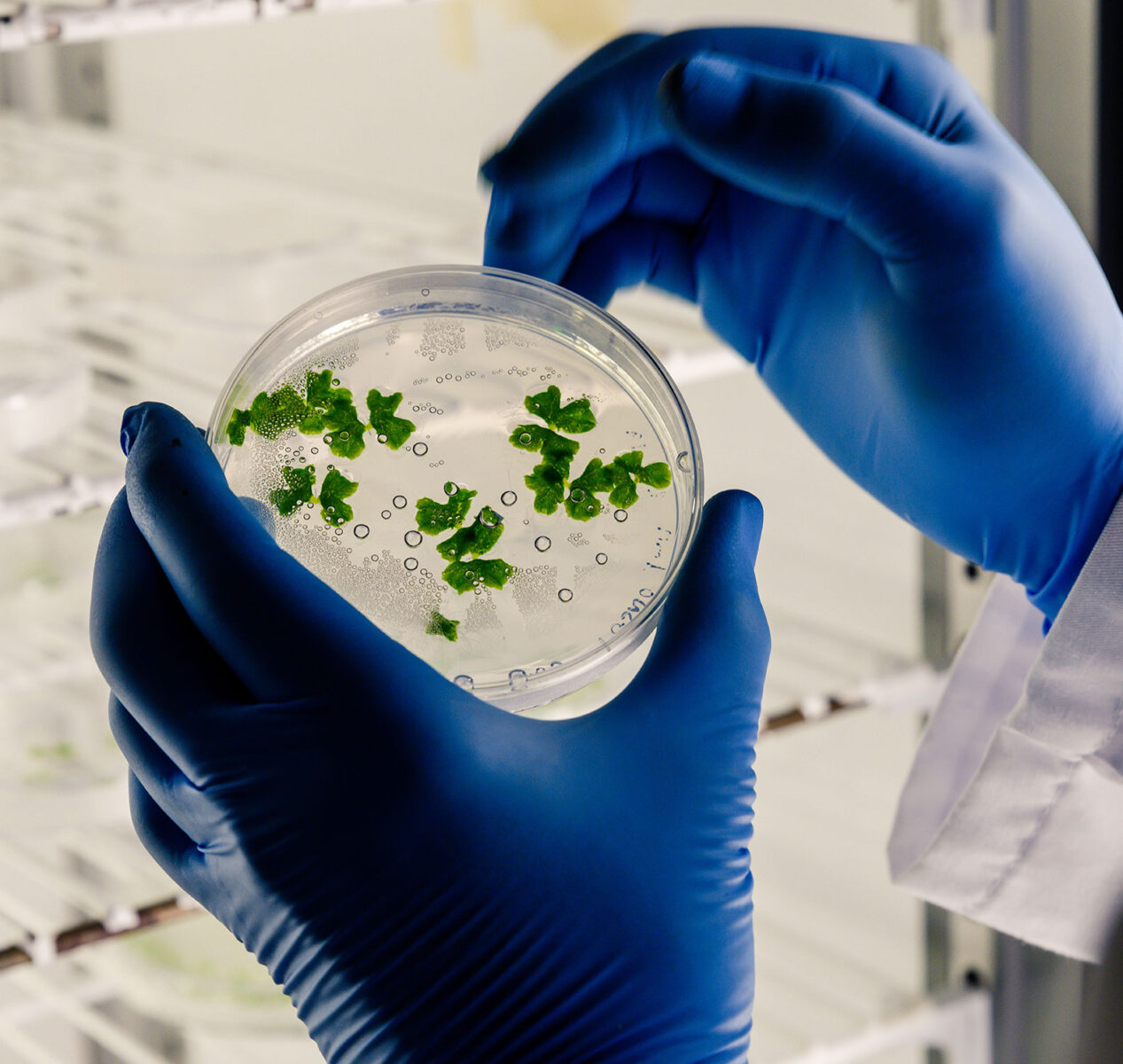 Pedagogía  en Biología y Cs Naturales