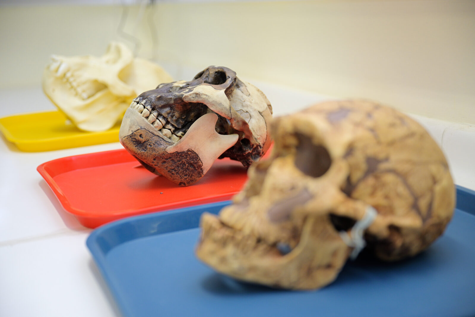 Magíster en Ciencias Biológicas